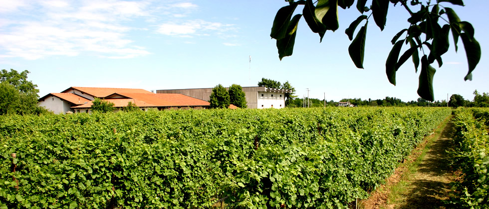 Tenuta San Paolo - I vignetti